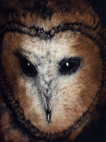 Takigawa Owl Face Monotype